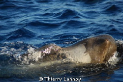 Short fin pilot whale off the coast of Almeria, Spain by Thierry Lannoy 